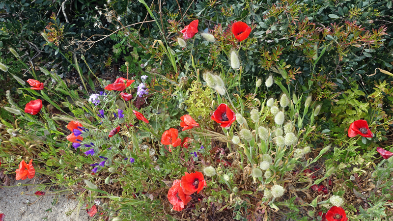 2016-05-02_110458 sardinien-2016.jpg - Wanderung am Capo Test